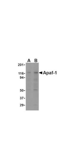 APAF1 Antibody in Western Blot (WB)