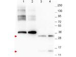 NAG-1 Monoclonal Antibody (23B3.D2.H5)