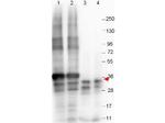 NAG-1 Monoclonal Antibody (23G10.E4.F8)