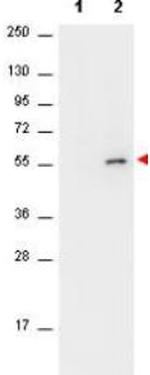 Phospho-AKT (Ser473) Antibody in Western Blot (WB)