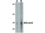 EndoG Monoclonal Antibody (7G1G10)