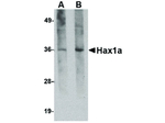 Hax1a Monoclonal Antibody (8F9G7)