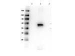 AKT2 Monoclonal Antibody (16C8.E4.G7.E9)