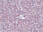 IRAK Monoclonal Antibody (8F1A7)