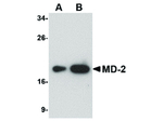 MD-2 Antibody in Western Blot (WB)