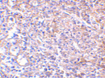 MD-2 Antibody in Immunohistochemistry (Paraffin) (IHC (P))