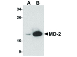 MD-2 Antibody in Western Blot (WB)