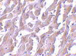MyD88 Antibody in Immunohistochemistry (Paraffin) (IHC (P))