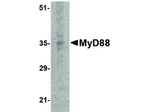 MyD88 Antibody in Western Blot (WB)