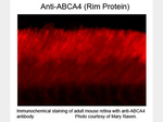 ABCA4 Rim Protein Monoclonal Antibody (3F4)