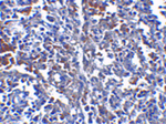 ORAI1 Antibody in Immunohistochemistry (Paraffin) (IHC (P))