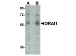 ORAI1 Antibody in Western Blot (WB)