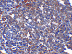 ORAI1 Antibody in Immunohistochemistry (Paraffin) (IHC (P))