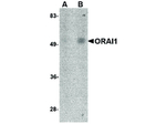 ORAI1 Antibody in Western Blot (WB)
