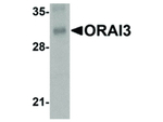 ORAI3 Monoclonal Antibody (1B4F1)