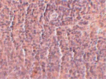 ORAI3 Antibody in Immunohistochemistry (Paraffin) (IHC (P))