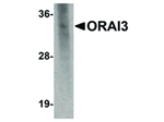ORAI3 Antibody in Western Blot (WB)