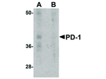 PD-1 Antibody in Western Blot (WB)