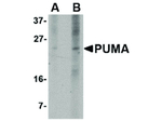 PUMA Monoclonal Antibody (10C5G1)