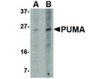 PUMA Monoclonal Antibody (10D4G7)