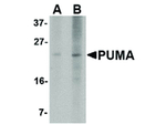 PUMA Monoclonal Antibody (2A8F6)