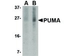 PUMA Monoclonal Antibody (2A9G5)