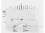 Alpha B Crystallin Antibody in Western Blot (WB)
