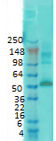 CaMKII Antibody in Western Blot (WB)