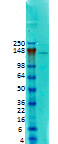 Caspr Antibody in Western Blot (WB)