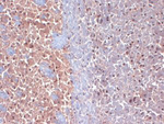 CASPR2 Monoclonal Antibody (S67-25)