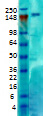 CASPR2 Antibody in Western Blot (WB)