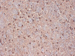 Contactin Monoclonal Antibody (S73-20)