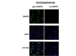 DMPO Monoclonal Antibody (N1664A)