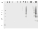 DMPO Antibody in Western Blot (WB)