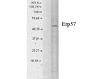 Erp57 (Grp58) Monoclonal Antibody (Map.ERP57)