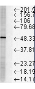 FKBP51 Antibody in Western Blot (WB)