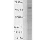 GABA-A Receptor alpha 1 Monoclonal Antibody (N95/35)