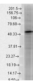 GABA-A Receptor beta 3 Antibody in Western Blot (WB)
