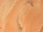 GluR2 Antibody in Immunohistochemistry (Frozen) (IHC (F))