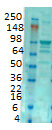 GluR2 Antibody in Western Blot (WB)