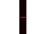 GRP78 Monoclonal Antibody (1H11-1H7)