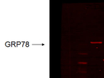 GRP78 Monoclonal Antibody (6H4-2G7)