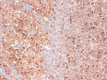 HCN1 Antibody in Immunohistochemistry (Frozen) (IHC (F))