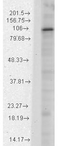 HCN1 Antibody in Western Blot (WB)