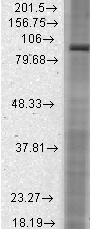 HCN2 Antibody in Western Blot (WB)