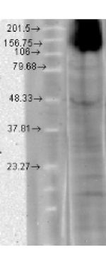 HCN4 Antibody in Western Blot (WB)
