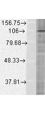 HIF-1-alpha Antibody in Western Blot (WB)
