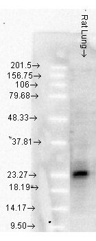 Hsp25/Hsp27 Antibody in Western Blot (WB)