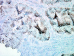 HSP60 Antibody in Immunohistochemistry (Paraffin) (IHC (P))