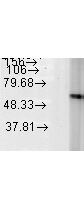 HSP60 Antibody in Western Blot (WB)